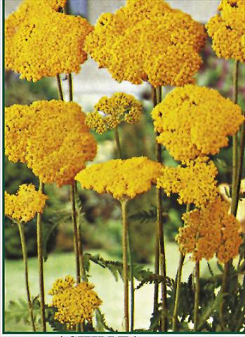 foto van een variëteit aan bloemen, te gebruiken als: Perkplant / Borders Achillea filipendulina Parkers Variety