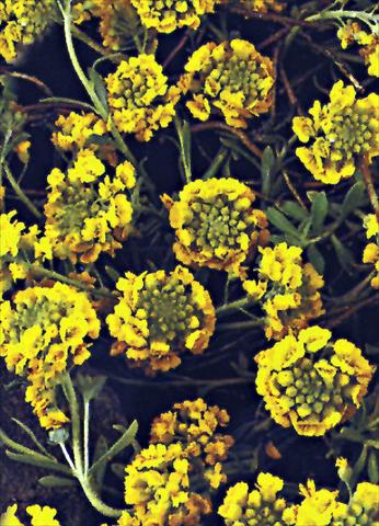 foto van een variëteit aan bloemen, te gebruiken als: Perkplant / Borders Alyssum montanum Mountain Gold