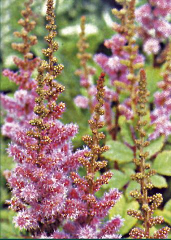 foto van een variëteit aan bloemen, te gebruiken als: Perkplant / Borders Astilbe chinensis Var. Pumila