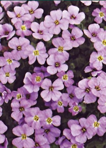 foto van een variëteit aan bloemen, te gebruiken als: Perkplant / Borders Aubrieta Royal Violet