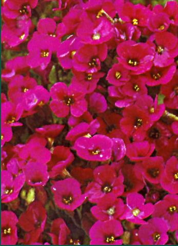 foto van een variëteit aan bloemen, te gebruiken als: Perkplant / Borders Aubrieta Royal Red