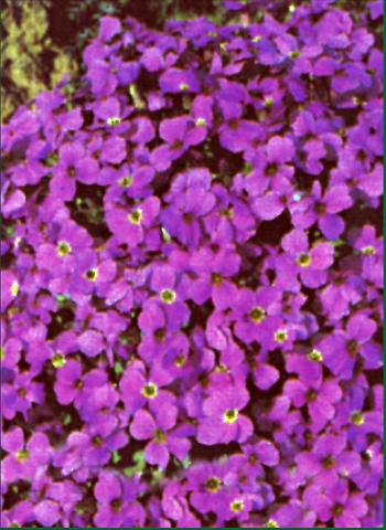 foto van een variëteit aan bloemen, te gebruiken als: Perkplant / Borders Aubrieta  Whitewell Gem