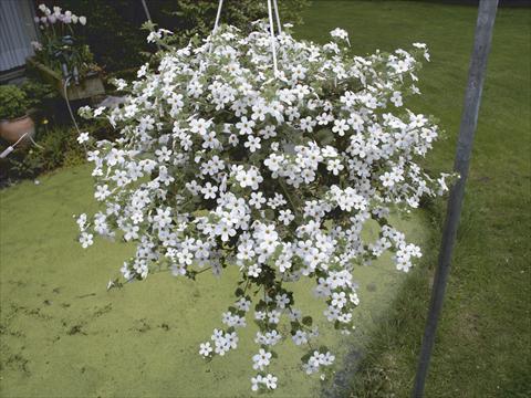 foto van een variëteit aan bloemen, te gebruiken als: Korf / Pot Bacopa (Sutera cordata) Taifun Mega White