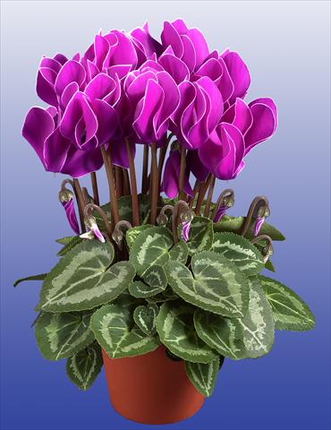 foto van een variëteit aan bloemen, te gebruiken als: Pot Cyclamen persicum Super Serie®s Compact F1