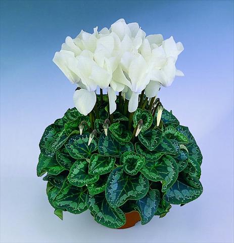 foto van een variëteit aan bloemen, te gebruiken als: Pot Cyclamen persicum Halios® F1