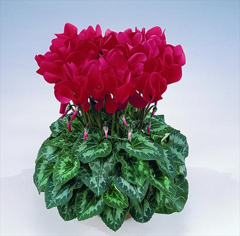 foto van een variëteit aan bloemen, te gebruiken als: Pot Cyclamen persicum Halios® F1
