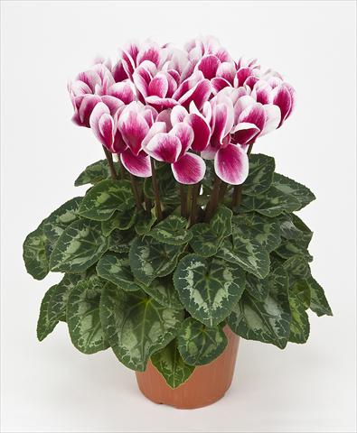 foto van een variëteit aan bloemen, te gebruiken als: Pot Cyclamen persicum Halios® F1 Fantasia F1 Magenta