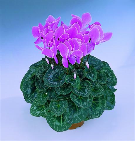 foto van een variëteit aan bloemen, te gebruiken als: Pot Cyclamen persicum Halios® F1 Mélange