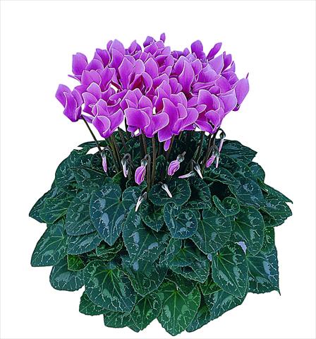 foto van een variëteit aan bloemen, te gebruiken als: Pot Cyclamen persicum Latinia® Premium F1