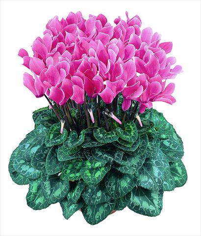 foto van een variëteit aan bloemen, te gebruiken als: Pot Cyclamen persicum Latinia® F1 Saumon