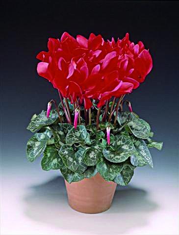 foto van een variëteit aan bloemen, te gebruiken als: Pot Cyclamen persicum Maxora F1