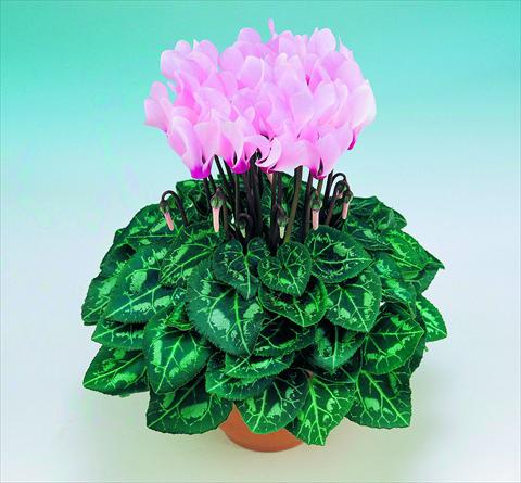 foto van een variëteit aan bloemen, te gebruiken als: Pot Cyclamen persicum Metis® F1