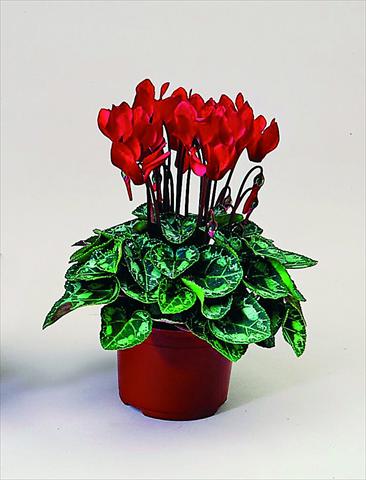 foto van een variëteit aan bloemen, te gebruiken als: Pot Cyclamen persicum Midori F1