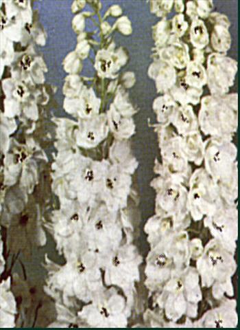 foto van een variëteit aan bloemen, te gebruiken als: Perkplant / Borders Delphinium Pacific Giant Galahad