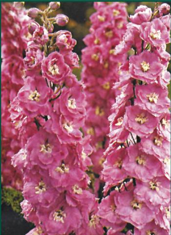 foto van een variëteit aan bloemen, te gebruiken als: Perkplant / Borders Delphinium Pacific Giant Guinevere