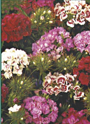 foto van een variëteit aan bloemen, te gebruiken als: Pot - en perkplant Dianthus barbatus Indianerteppich