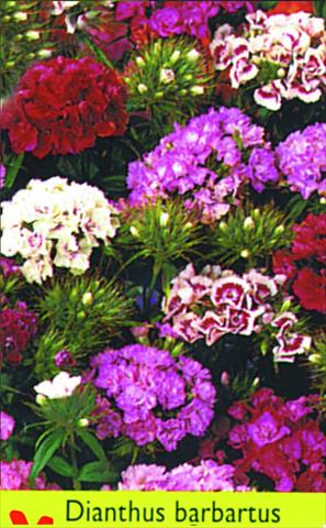 foto van een variëteit aan bloemen, te gebruiken als: Pot - en perkplant Dianthus barbatus Double Mixture