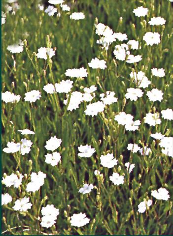 foto van een variëteit aan bloemen, te gebruiken als: Perkplant / Borders Dianthus deltoides Albus