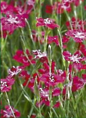 foto van een variëteit aan bloemen, te gebruiken als: Perkplant / Borders Dianthus deltoides Nelli