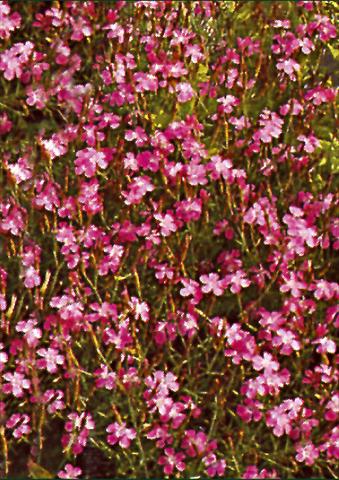 foto van een variëteit aan bloemen, te gebruiken als: Perkplant / Borders Dianthus deltoides Roseus
