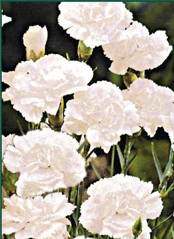 foto van een variëteit aan bloemen, te gebruiken als: Perkplant / Borders Dianthus plumarius Albus