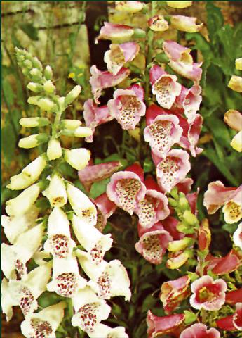 foto van een variëteit aan bloemen, te gebruiken als: Perkplant / Borders Digitalis purpurea Foxy
