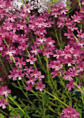 foto van een variëteit aan bloemen, te gebruiken als: Perkplant / Borders Erinus alpinus Dr Hanle