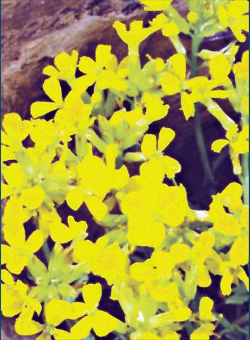 foto van een variëteit aan bloemen, te gebruiken als: Perkplant / Borders Erysimum Yellow Bird