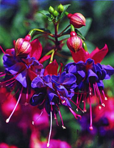 foto van een variëteit aan bloemen, te gebruiken als: Korf / Pot Fuchsia Winston Churchill