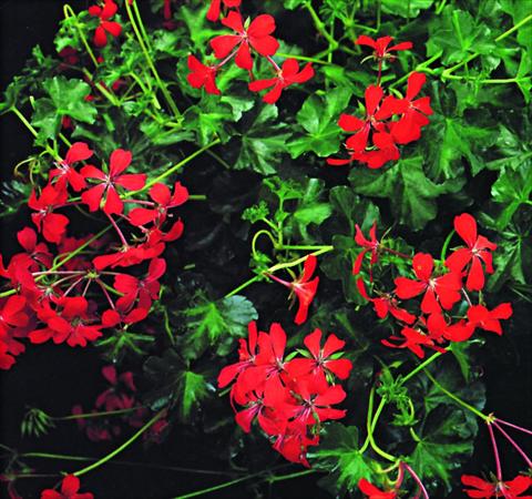 foto van een variëteit aan bloemen, te gebruiken als: Korf / Pot Pelargonium peltatum Decora Rosso