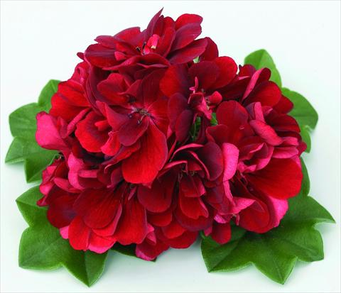 foto van een variëteit aan bloemen, te gebruiken als: Korf / Pot Pelargonium peltatum Doblino Rouge Foncé