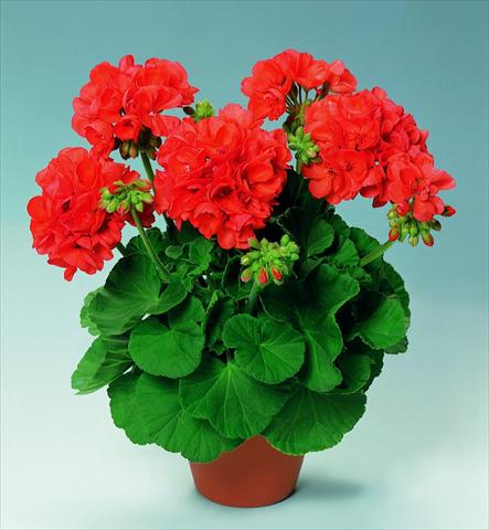 foto van een variëteit aan bloemen, te gebruiken als: Potplant, perkplant, patioplant Pelargonium zonale pac® Perlenkette Orange