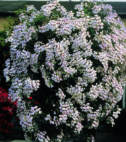 foto van een variëteit aan bloemen, te gebruiken als: Perkplant, patioplant, korfplant Pelargonium peltatum pac® Ville De Dresden