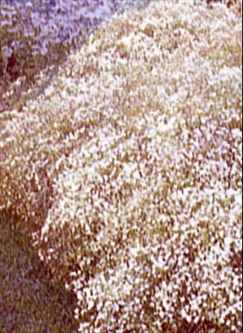 foto van een variëteit aan bloemen, te gebruiken als: Perkplant / Borders Gypsophila paniculata Scneeflocke