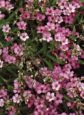 foto van een variëteit aan bloemen, te gebruiken als: Perkplant / Borders Gypsophila repens  Rosea