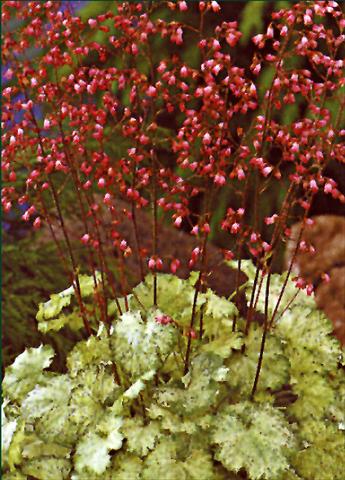 foto van een variëteit aan bloemen, te gebruiken als: Perkplant / Borders Heuchera sanguinea Splendens Leuchtfaker