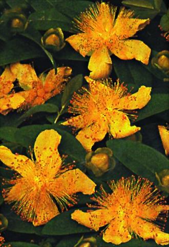 foto van een variëteit aan bloemen, te gebruiken als: Perkplant / Borders Hypericum calycinum Rose von Sharon