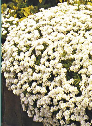 foto van een variëteit aan bloemen, te gebruiken als: Perkplant / Borders Iberis sempervirens Schneeflocke