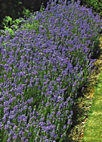 foto van een variëteit aan bloemen, te gebruiken als: Perkplant / Borders Lavandula angustifolia Vera