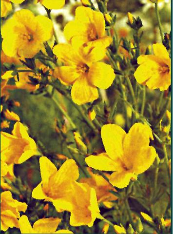 foto van een variëteit aan bloemen, te gebruiken als: Perkplant / Borders Linum flavum Compactum