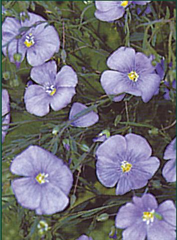 foto van een variëteit aan bloemen, te gebruiken als: Perkplant / Borders Linum nanum Blue Diamant