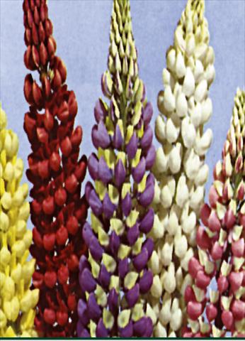 foto van een variëteit aan bloemen, te gebruiken als: Perkplant / Borders Lupinus russel Mixture