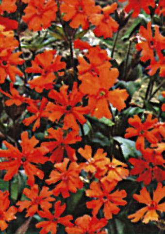 foto van een variëteit aan bloemen, te gebruiken als: Perkplant / Borders Lychnis x arkwrightii Vesuvius