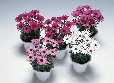 foto van een variëteit aan bloemen, te gebruiken als: Pot Osteospermum Ecklonis Passion F1 Mix