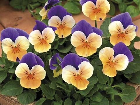 foto van een variëteit aan bloemen, te gebruiken als: Pot - en perkplant Viola cornuta Peach Jump Up