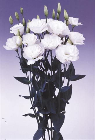 foto van een variëteit aan bloemen, te gebruiken als: Snijbloemen Lisianthus (Eustoma grandiflorum) Borealis White