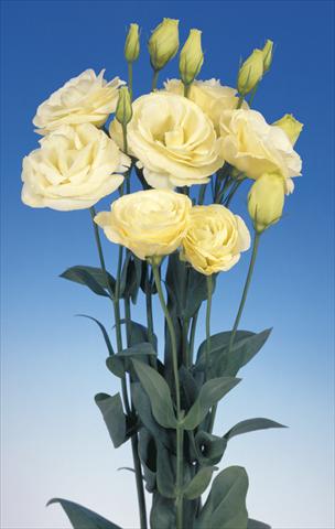foto van een variëteit aan bloemen, te gebruiken als: Snijbloemen Lisianthus (Eustoma grandiflorum) Lisi Mariachi Yellow