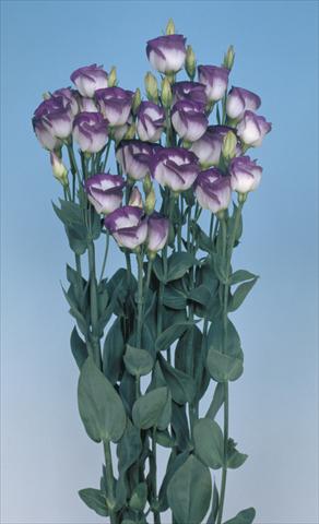 foto van een variëteit aan bloemen, te gebruiken als: Snijbloemen Lisianthus (Eustoma grandiflorum) Piccolo Blue