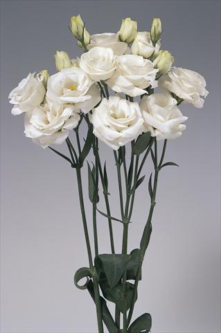 foto van een variëteit aan bloemen, te gebruiken als: Snijbloemen Lisianthus (Eustoma grandiflorum) Lisi Rosita White