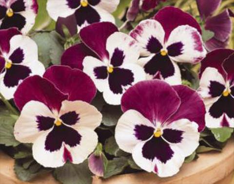 foto van een variëteit aan bloemen, te gebruiken als: Pot - en perkplant Viola wittrockiana Matrix Cassis